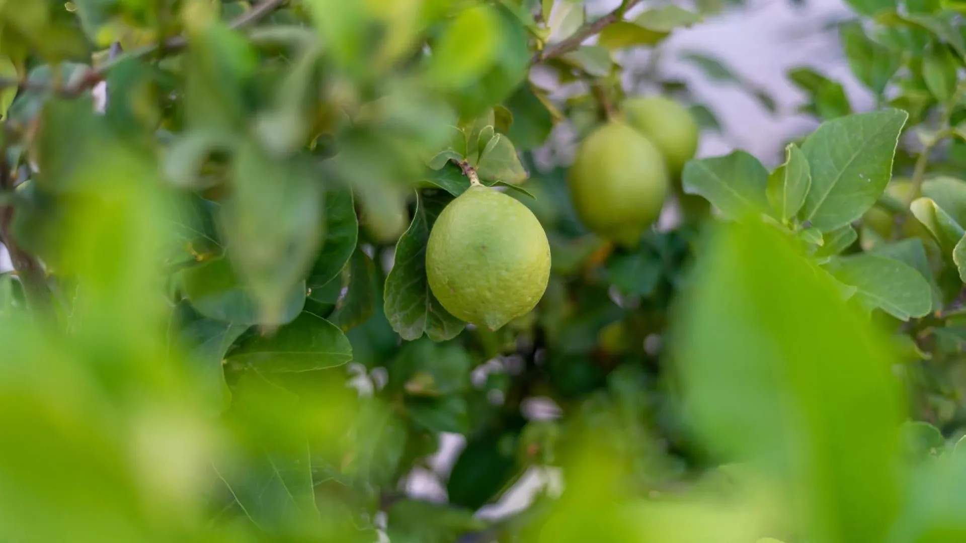 Appartamento Casa Giardinello Ribera